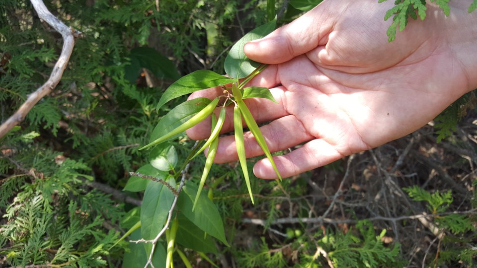 20240726-dog-strangling-vine-at-bluebird-ranch