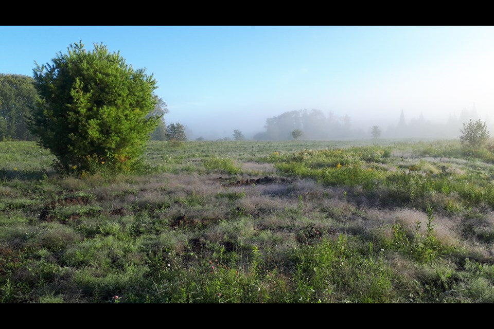 A portion of the Couchiching Conservancy’s new Agnew Melnyk Nature Reserve is shown.