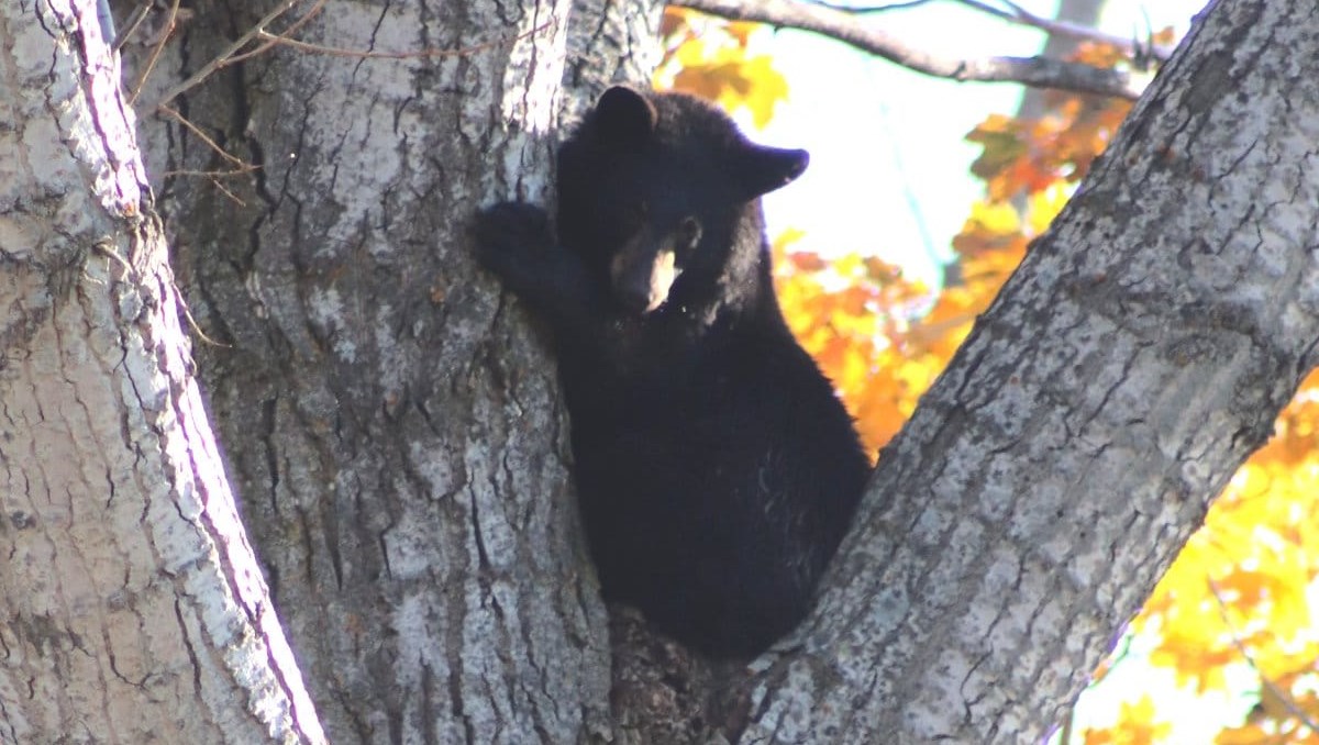 Bears remain in tree at York Street Park (UPDATE: Ministry responds ...