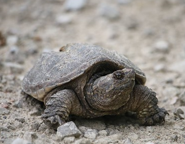 Want to get up close and personal with a turtle? Head to the library ...