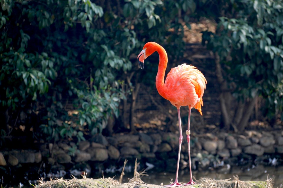 20240910-flamingo-pexels-len