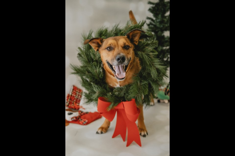 Ontario SPCA launches holiday adoption campaign - CityNews Ottawa