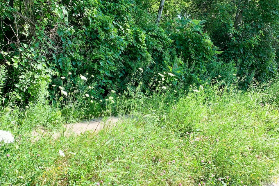 Overgrown weeds on John Street.