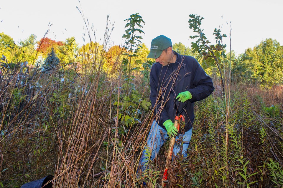 Paxton Allewell of Fonthill plants a sugar maple tree at the Lathrop Nature Preserve in Pelham Saturday. He was one of about 40 volunteers who helps the Nature Conservancy of Canada plant 300 trees at the site.