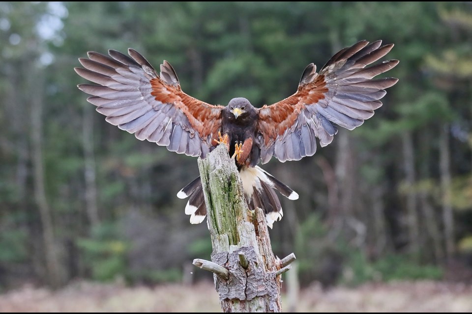 At the Canadian Raptor Conservancy.