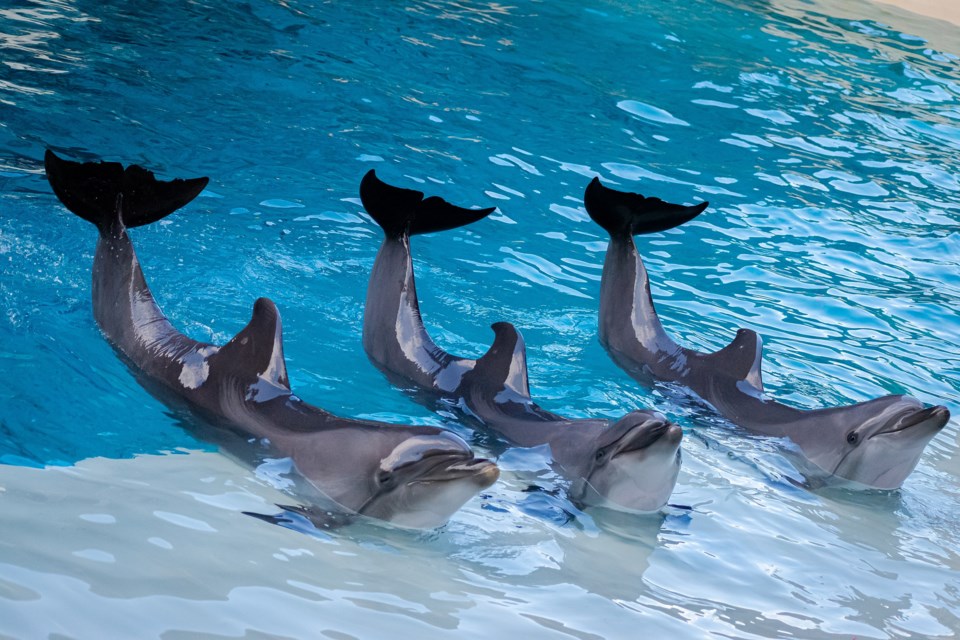 the_last_captivated_dolphins_of_canada