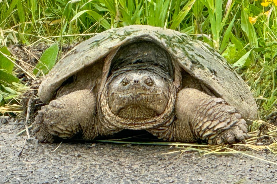 Turtle crossing: drivers take note - Thorold News