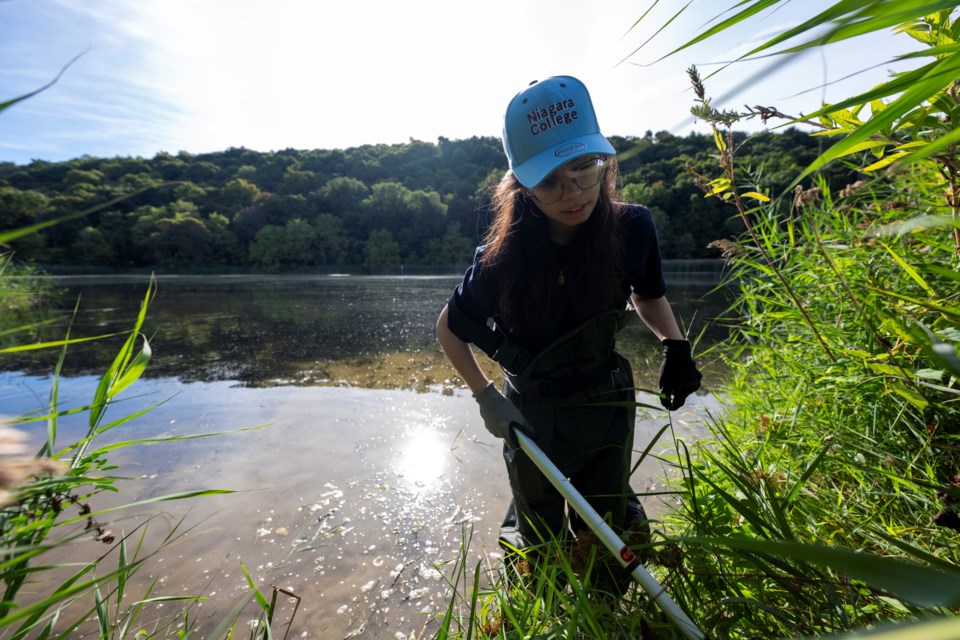 Ecosystem Restoration program student Maria Fernanda Sanchez Salgado removes phragmites on the edge of the lagoon at NC’s Daniel J. Patterson Campus in Niagara-on-the-Lake.