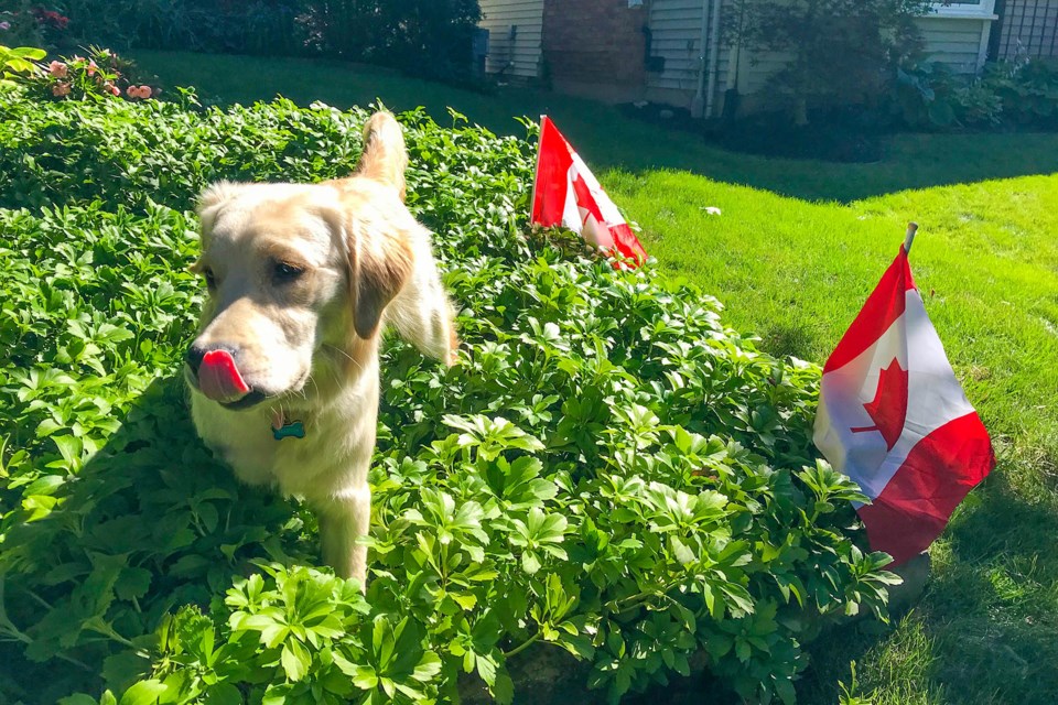 Spud getting himself into the Canada Day spirit.