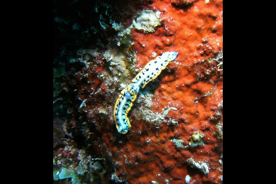 I spotted these two Nudibranchs on a wall whilst leading a dive, doing what comes naturally. I was never very good at finding these quite beautiful relatives of Sea Slugs, so these are of one of few I was lucky enough to see.