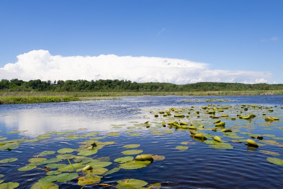 Marsh at Turkey Point.