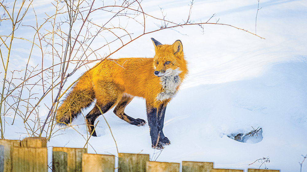 Humanely Trapping Raccoons, Foxes, Skunks and More - Countryside