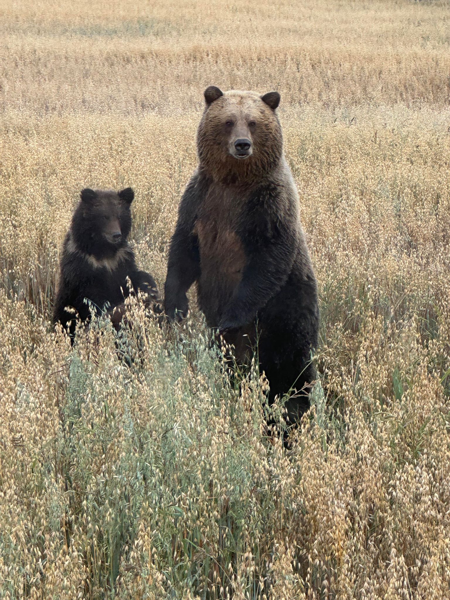 Hibernation: What's Going on for Grizzly Bears in Winter