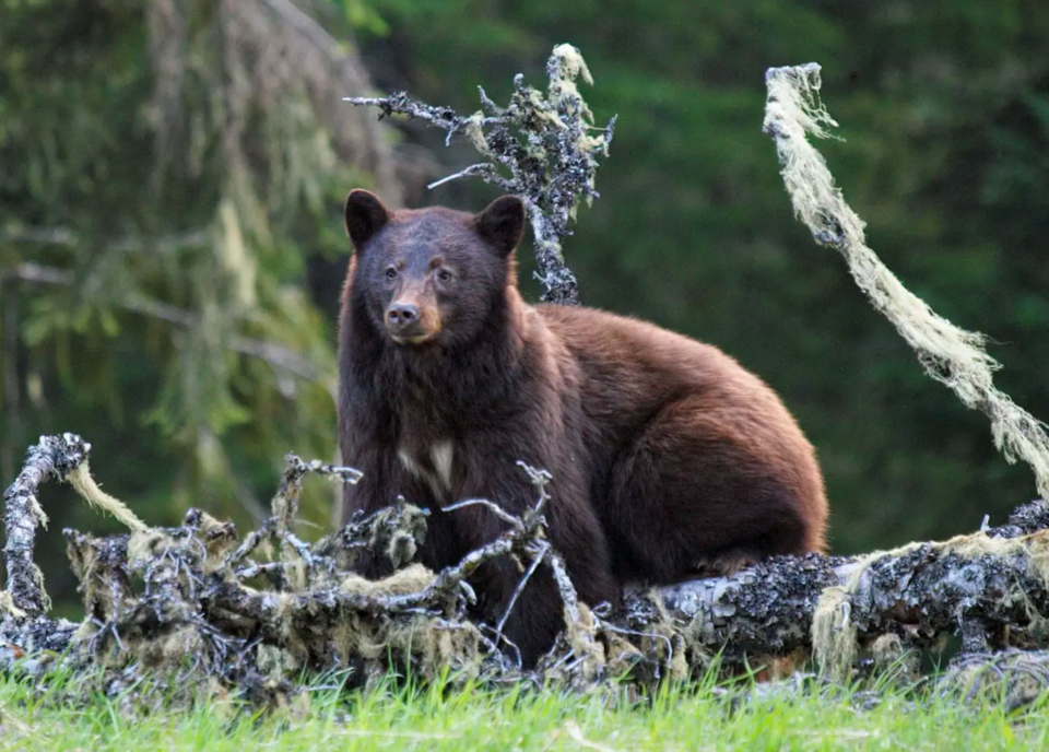 bear-alpine-july-9