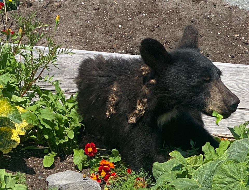 burdock-bear