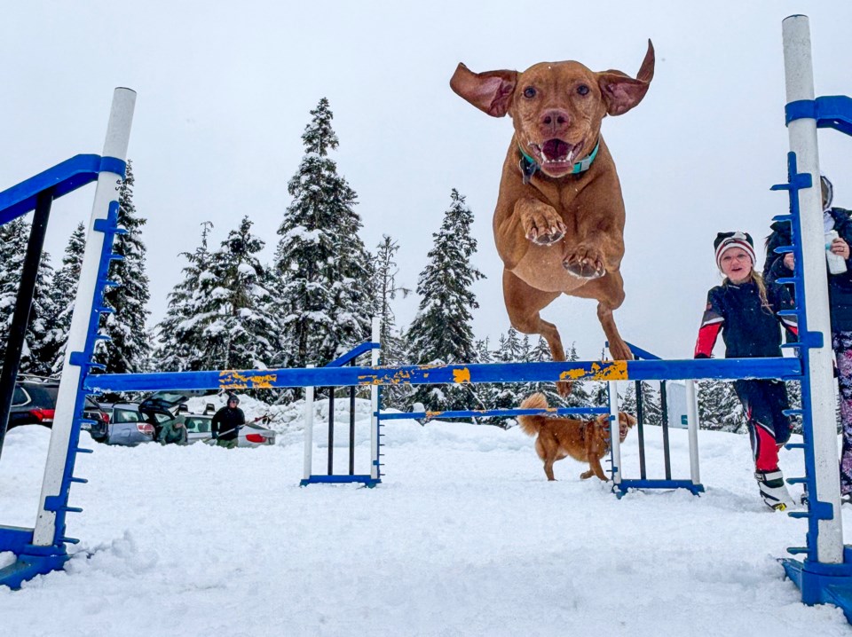 dog-day-photo_wag_whistler-olympic-park