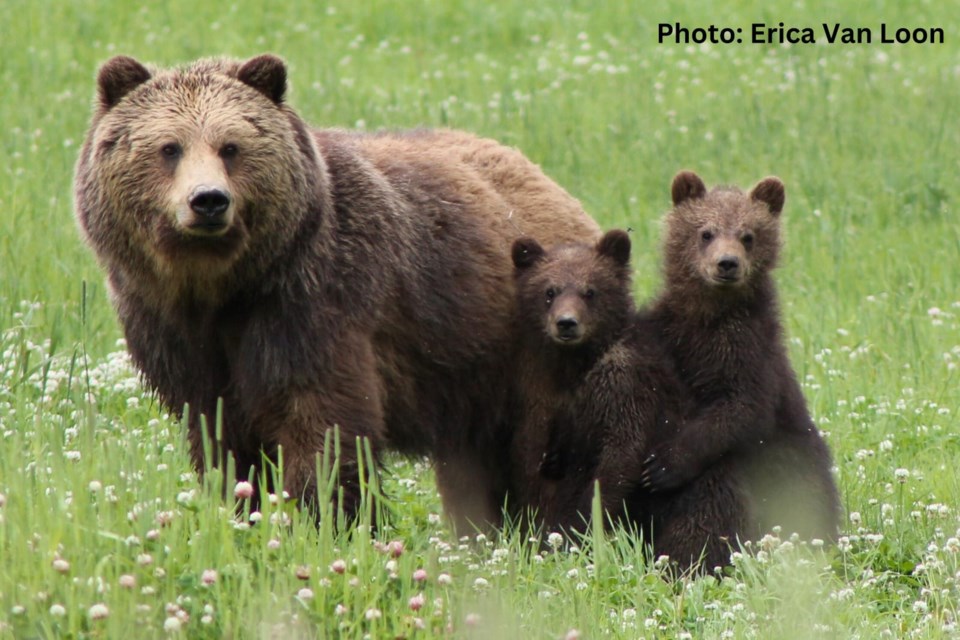 erica-van-loon_bear-yearlings