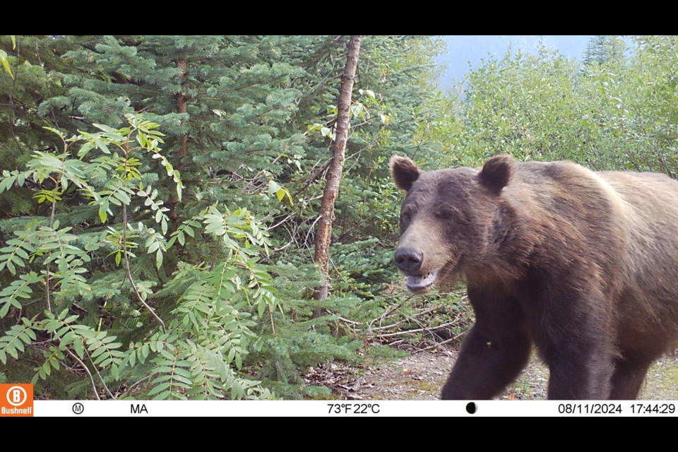 An adult male grizzly bear.