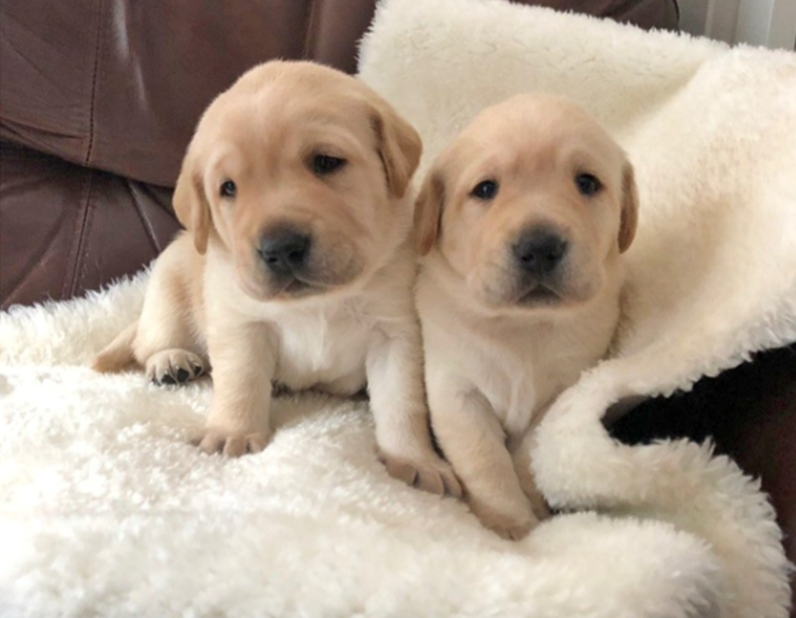 Guide Dog Pups Named Bonnie And Henry In Honour Of B C S Top Doctor Vancouver Is Awesome