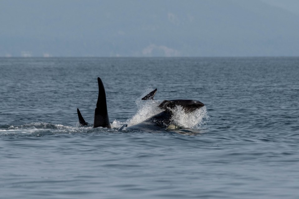 Orca whale T037A2 Inky with a harbour porpoise off the coast of Nanaimo on Sept. 8, 2024.