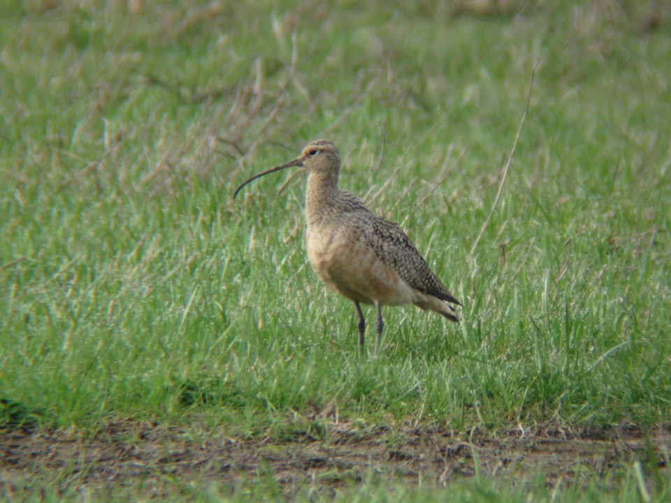 long-billed-curlew-006