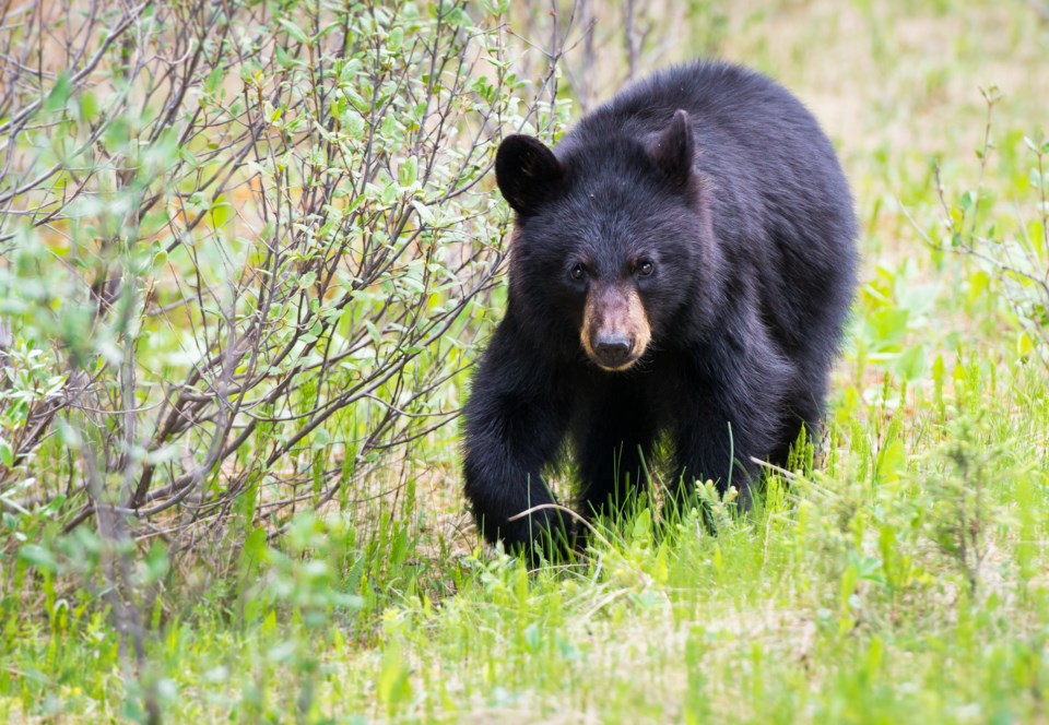 n-black-bear-killed-3030-photo-by-jillian-cooper-istock-getty-images