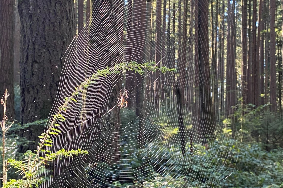 Spiders' webs: Tougher than steel or Kevlar, the miracle material of  Nature's tiny assassins - Country Life