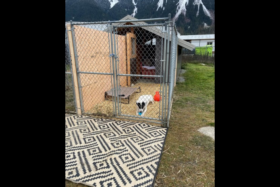 The Pemberton Animal Wellbeing Society was forced to rebuild its enclosures after they were damaged in flooding last year. 