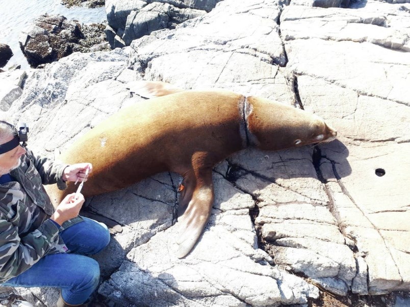 tc-23301-web-sea-lion-jpg