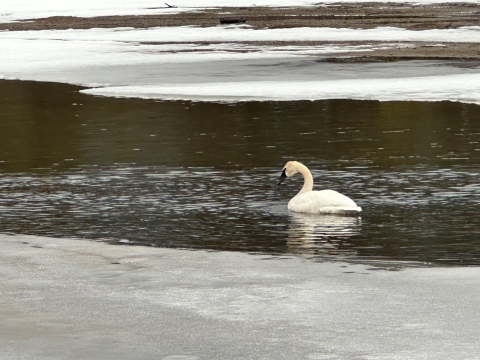 trumpeter-swan_green-lake_mary-macdonald