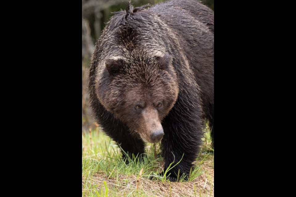 A grizzly bear spotted south of Whistler in the spring of 2022.