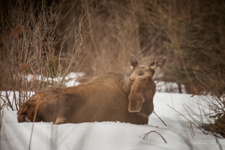 moose-piquen