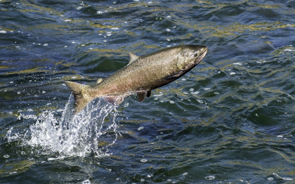 Alaskan commercial fishery 'plundering' threatened B.C. salmon