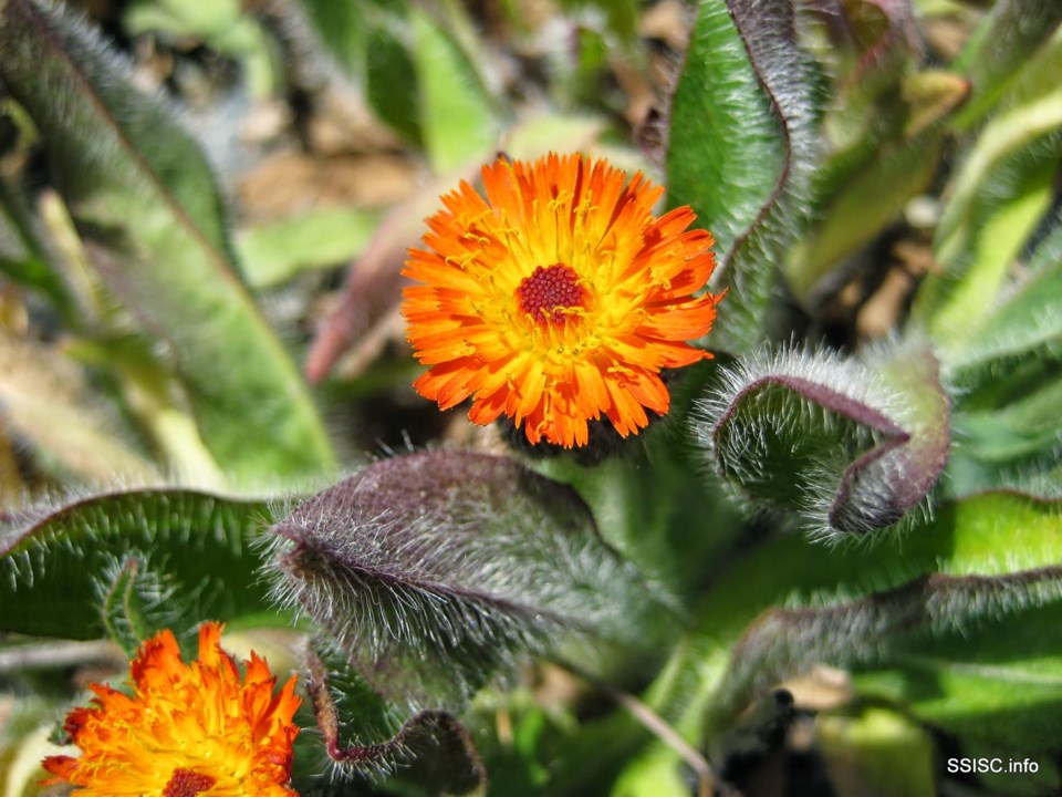 hieracium_aurantiacum_orange_hawkweed_flowers_ssisc1