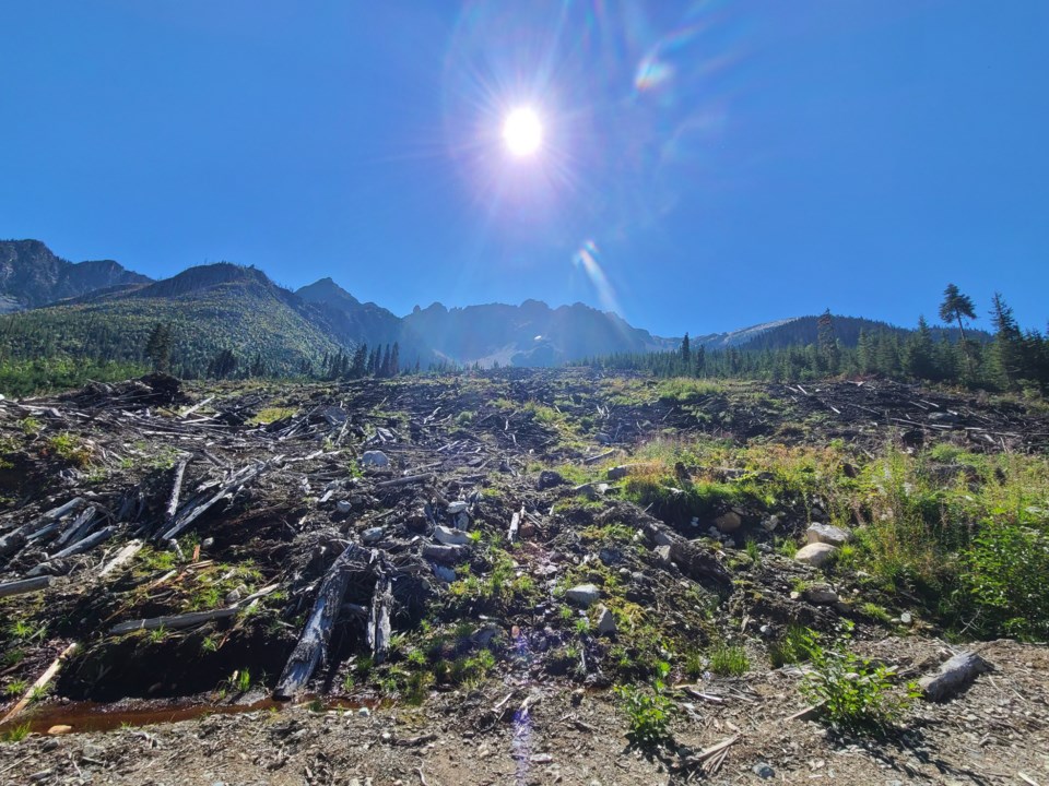 tenquille-creek-drainage-area-after-the-cultural-burn