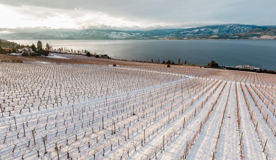 20210219_bcwi-winter-vineyards-aerial-1182