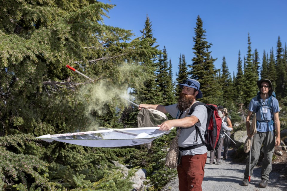 Scott Gilmore and Trevor Van Loon beating branches to collect insects during a BioBlitz on Blackcomb Mountain. 