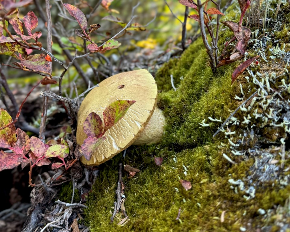 sea-to-sky-fungi