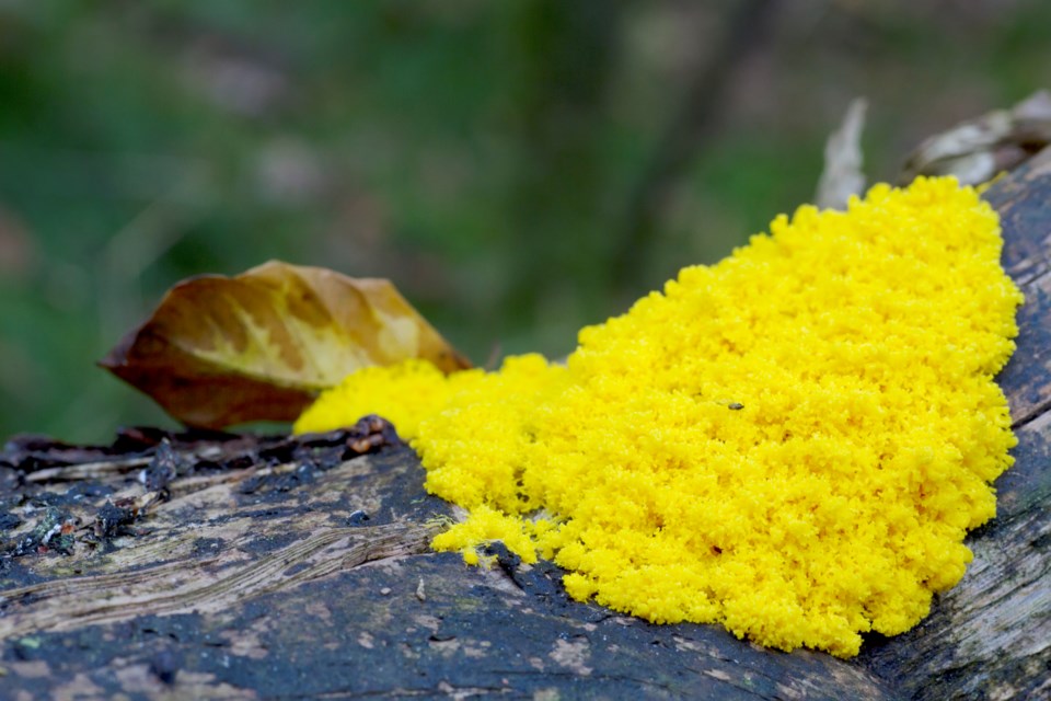 slime-mould-getty