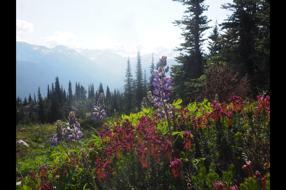 Wildflowers are a major draw in the Whistler area over summer.     