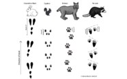 Predator Wild Animals Paw Prints Cat Bear Tiger Fox And 60 OFF