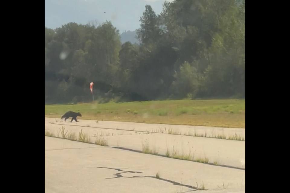 A bear runs across the runway this summer at Pemberton airport with weeds growing out of the cracks.