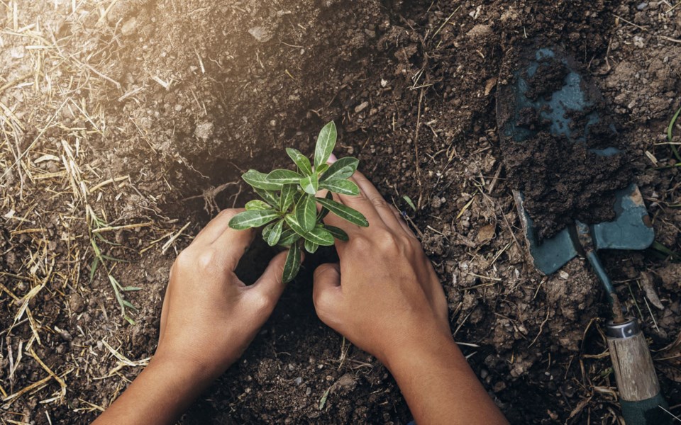 web-treeplanting-071820