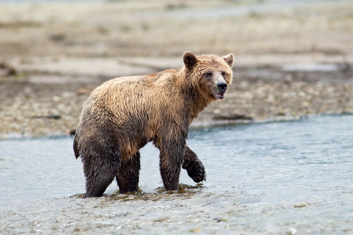 As grizzly bear population recovers and Whistler's trail network ...