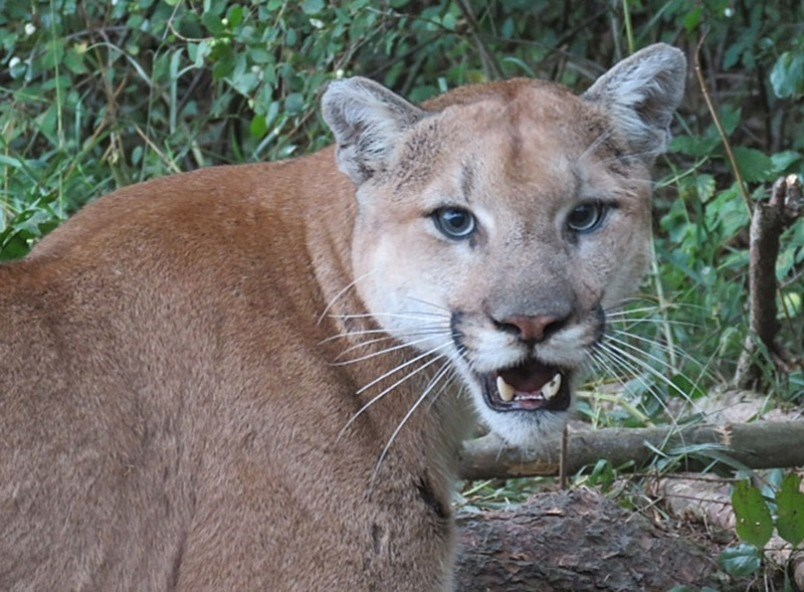 Woman Describes Terrifying Ordeal Of Being Trapped In Tent By Cougar At ...