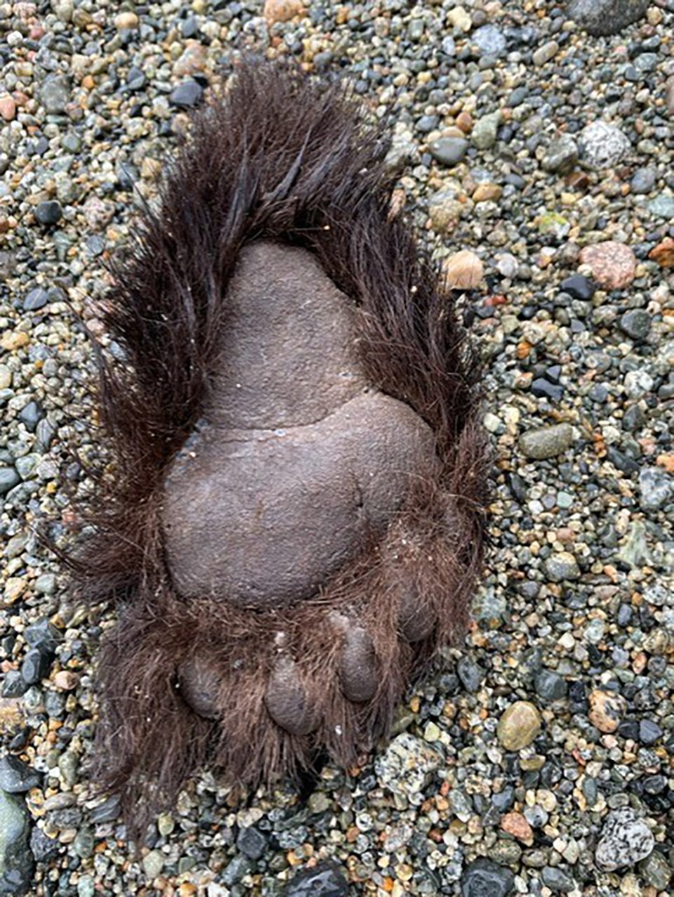 Bear paw found on beach near Myrtle Point - North Shore News