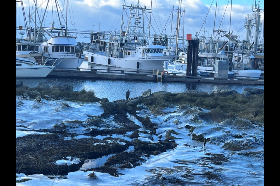 ICY CONDITIONS: January 11 to January 15 the qathet region will see freezing temperatures. The sea walk animal habitat area had ice today. However, the sun was shining brightly on the pathway.