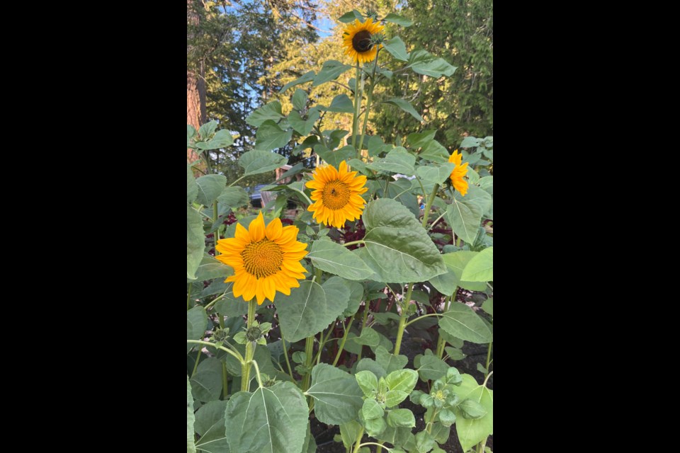 HOT STREAK: The weather in August continues to be warm with no precipitation. The photo above was taken at Gathered Farms and Florals earlier this month.
