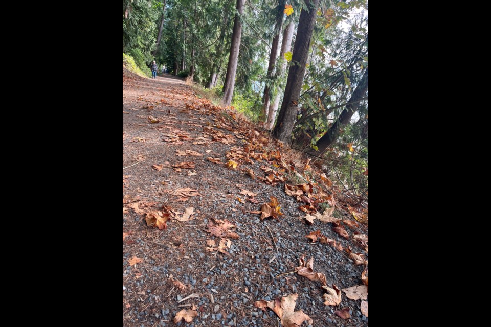 METEOROLOGICAL FALL: Technically the autumn season has arrived but on the calendar, summer is still here until September 21. The photo above is of maple leaves falling on the Willingdon Beach Trail, a definite sign that fall is on its way.
