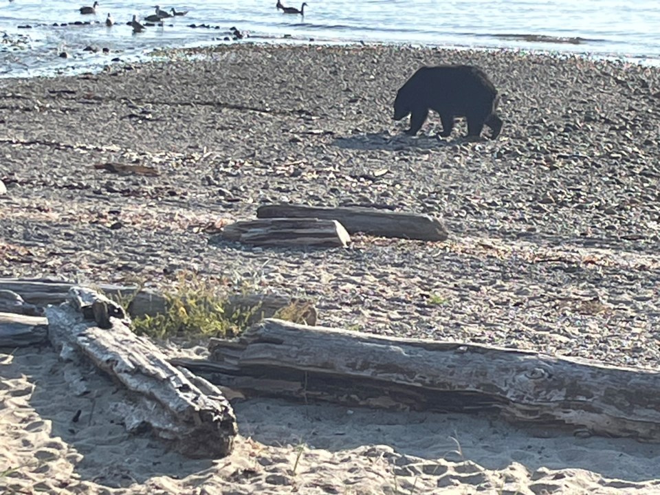 september_26_bear_beach_joyce-carlson